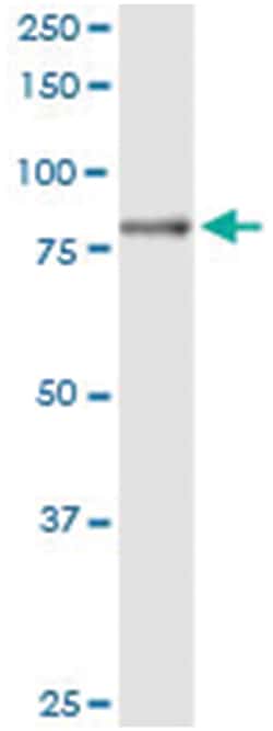 anti-ZBED1, Human, IP-WB Antibody Pair, Abnova™