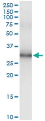 anti-IL32, Human, IP-WB Antibody Pair, Abnova™