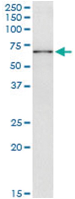anti-GTF3C5, Human, IP-WB Antibody Pair, Abnova™