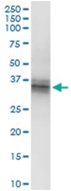 CER1, Human, IP-WB Antibody Pair (PW1), Abnova&trade;