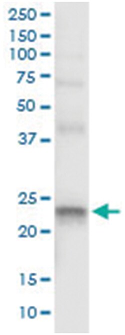 anti-LITAF, Human, IP-WB Antibody Pair, Abnova&trade;