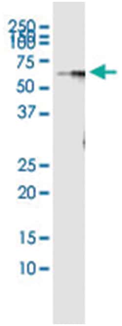 anti-BAG4, Human, IP-WB Antibody Pair, Abnova 1 Set:Antibodies, Monoclonal/Polyclonal