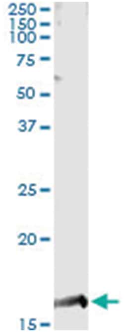 PTGES, Human, IP-WB Antibody Pair (PW2), Abnova&trade;