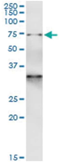 anti-GTPBP1, Human, IP-WB Antibody Pair, Abnova&trade;