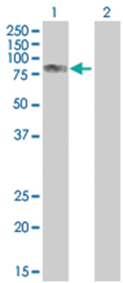 SOX13 293T Cell Overexpression Lysate (Denatured), Abnova 100 &mu;L | Buy Online | Abnova | Fisher Scientific