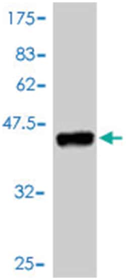 RIN1, Mouse, Polyclonal Antibody, Abnova 50&mu;L; Unlabeled:Antibodies,