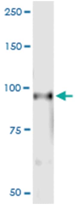 anti-RIN1, Human, IP-WB Antibody Pair, Abnova&trade;