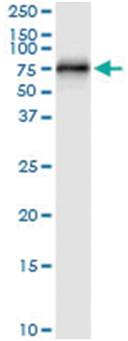 anti-CEP57, Human, IP-WB Antibody Pair, Abnova&trade;