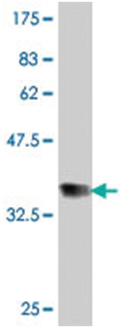 MAML1, Mouse, Polyclonal Antibody, Abnova 50&mu;L; Unlabeled:Antibodies,