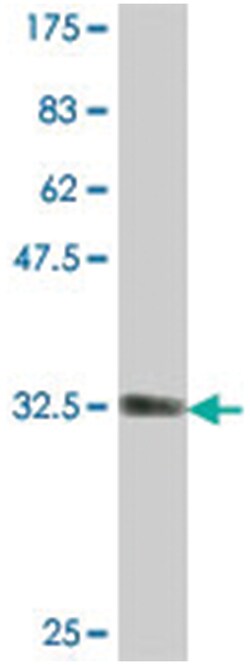 DAZAP2, Mouse, Polyclonal Antibody, Abnova 50&mu;L; Unlabeled:Antibodies,