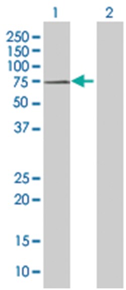 GIT2 293T Cell Overexpression Lysate (Denatured), Abnova 100 &mu;L | Buy Online | Abnova | Fisher Scientific