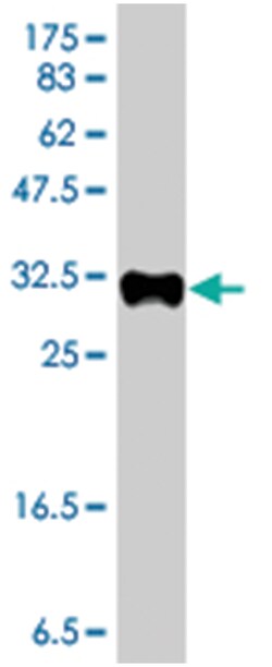 EDIL3, Mouse, Polyclonal Antibody, Abnova 50&mu;L; Unlabeled:Antibodies,