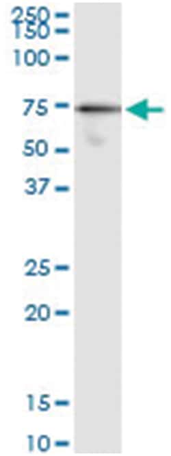 anti-G3BP1, Human, IP-WB Antibody Pair, Abnova 1 Set:Antibodies, Monoclonal/Polyclonal