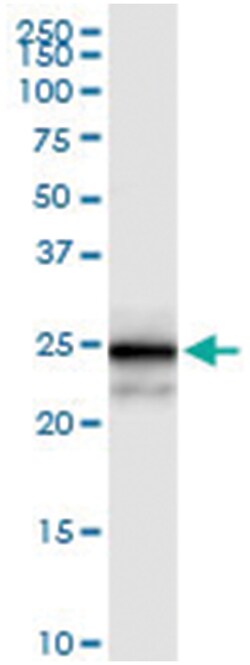 anti-MPZL2, Human, IP-WB Antibody Pair, Abnova™