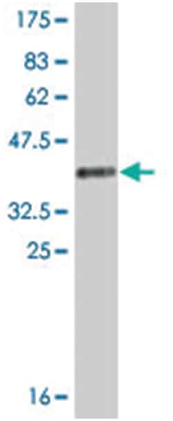 EIF1, Mouse, Clone: 2E1, Abnova 200&mu;L; Unlabeled:Antibodies, Monoclonal