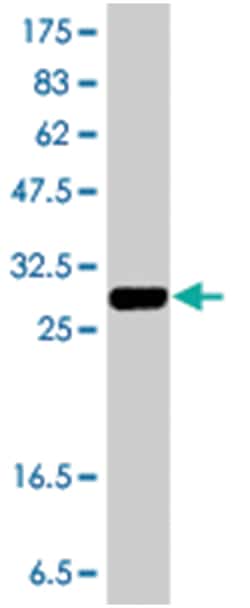 KLRG1, Mouse, Polyclonal Antibody, Abnova 50&mu;L; Unlabeled:Antibodies,
