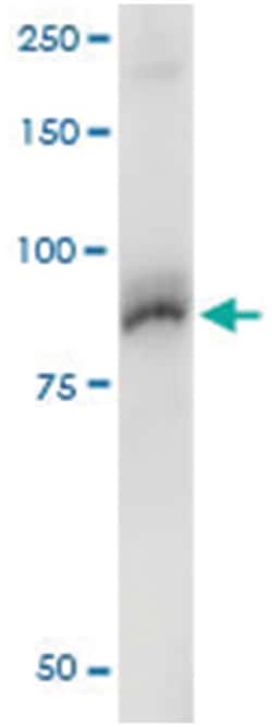 AKAP8, Human, IP-WB Antibody Pair (PW2), Abnova&trade;