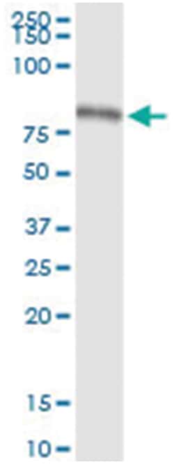 anti-TRIM22, Human, IP-WB Antibody Pair, Abnova&trade;