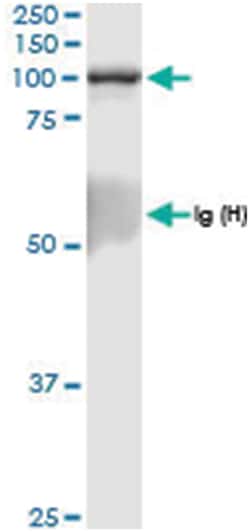 anti-RAPGEF3, Human, IP-WB Antibody Pair, Abnova&trade;