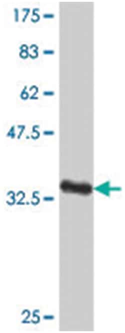 DEAF1, Mouse, Polyclonal Antibody, Abnova 50&mu;L; Unlabeled:Antibodies,