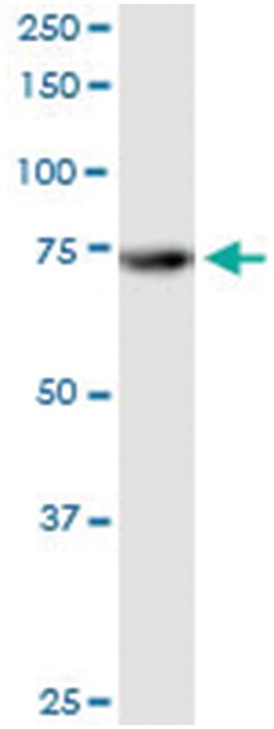 anti-ATG7, Human, IP-WB Antibody Pair, Abnova&trade;