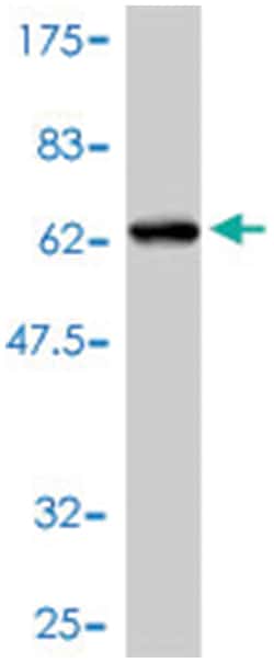RNASEH2A, Mouse, Polyclonal Antibody, Abnova 50&mu;L; Unlabeled:Antibodies,