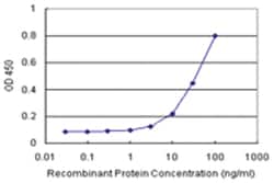anti-BATF Matched Antibody Pair, Abnova