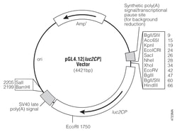 Promega&nbsp;pGL4.12[luc2CP] Luciferase Reporter Vector