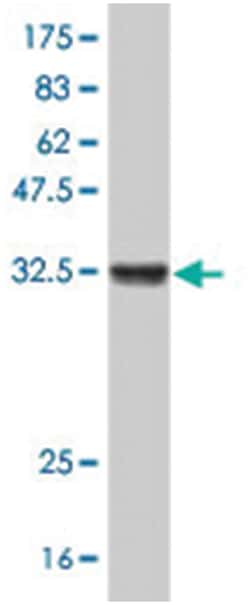 ARL6IP5, Mouse, Polyclonal Antibody, Abnova 50&mu;L; Unlabeled:Antibodies,