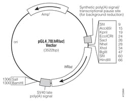 Promega&nbsp;pGL4 Luciferase Reporter Vectors