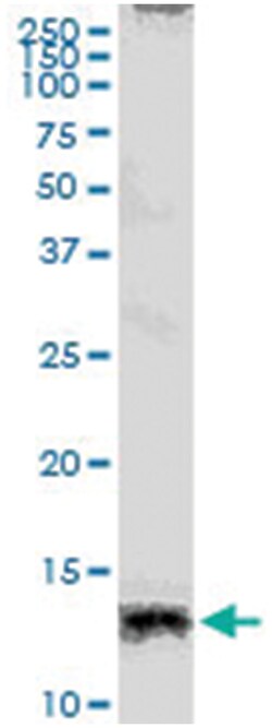 anti-CXCL13, Human, IP-WB Antibody Pair, Abnova 1 Set:Antibodies, Monoclonal/Polyclonal