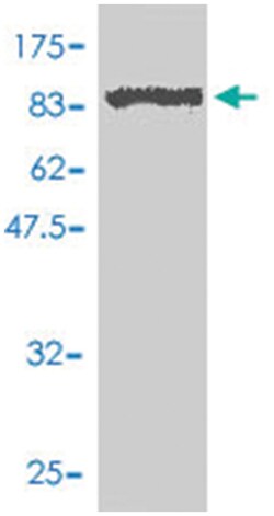 SLU7, Mouse, Polyclonal Antibody, Abnova 50 &mu;L | Buy Online | Abnova | Fisher Scientific