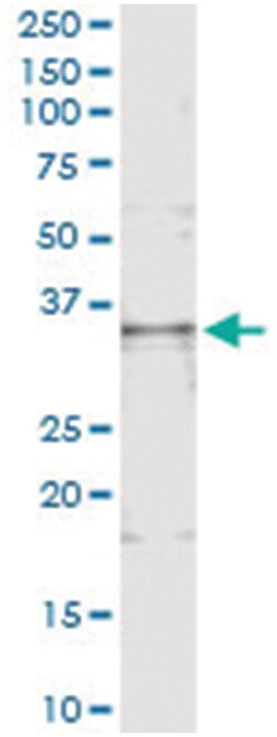 TNFSF13B, Human, IP-WB Antibody Pair (PW2), Abnova&trade;