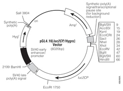 Promega&nbsp;pGL4.16[luc2CP/Hygro] Luciferase Reporter Vector