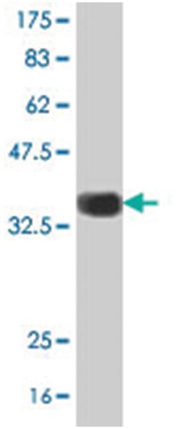 GNB5, Mouse, Polyclonal Antibody, Abnova 50&mu;L; Unlabeled:Antibodies,