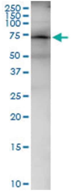 anti-FRS2, Human, IP-WB Antibody Pair, Abnova&trade;