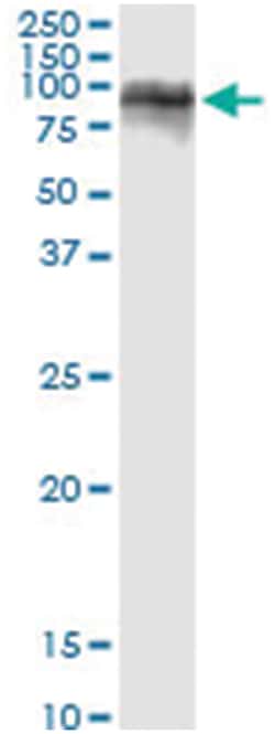 anti-LILRB1, Human, IP-WB Antibody Pair, Abnova&trade;