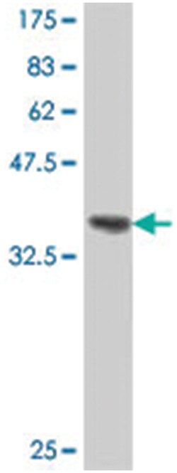 CD300C, Mouse, Polyclonal Antibody, Abnova 50&mu;L; Unlabeled:Antibodies,