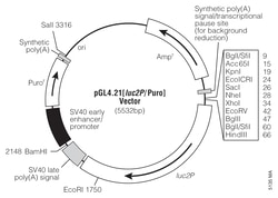Promega&nbsp;pGL4.21[luc2P/Puro] Luciferase Reporter Vector