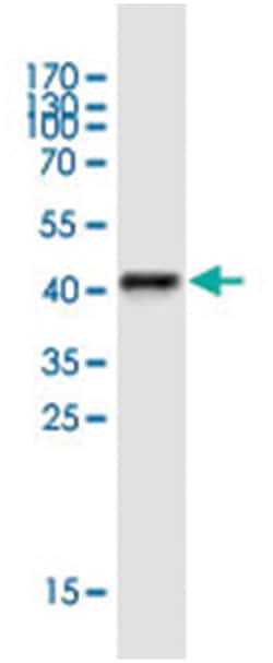 FAM12A, Mouse, Clone: 3D9, Abnova 100&mu;g; Unlabeled:Antibodies, Monoclonal