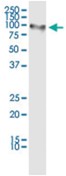 anti-MALT1, Human, IP-WB Antibody Pair, Abnova&trade;
