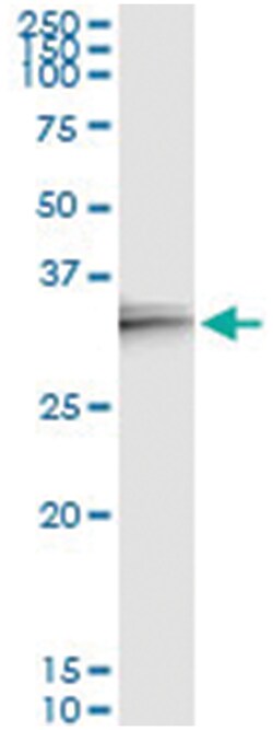 anti-IL24, Human, IP-WB Antibody Pair, Abnova&trade;