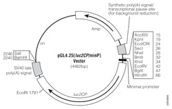 Promega&nbsp;pGL4 Luciferase Reporter Vectors