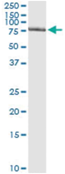 GTF2A1L, Human, IP-WB Antibody Pair (PW2), Abnova&trade;