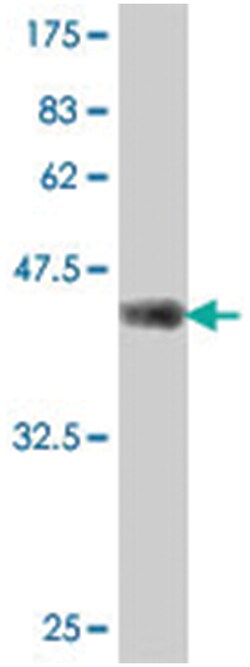 WWP1, Mouse, Polyclonal Antibody, Abnova 50&mu;L; Unlabeled:Antibodies,