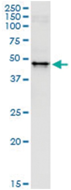 anti-WWP2, Human, IP-WB Antibody Pair, Abnova&trade;