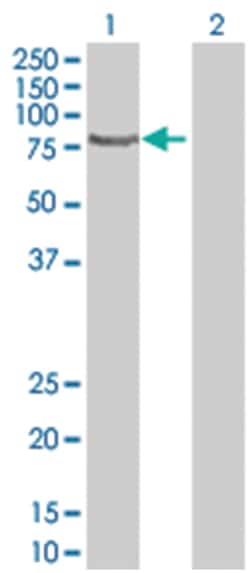 RAPGEF4 293T Cell Overexpression Lysate (Denatured), Abnova 100 &mu;L | Buy Online | Abnova | Fisher Scientific