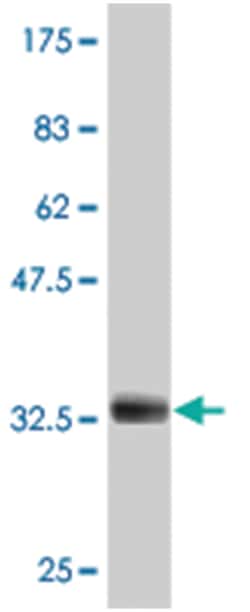 ADAM29, Mouse, Polyclonal Antibody, Abnova 50&mu;L; Unlabeled:Antibodies,