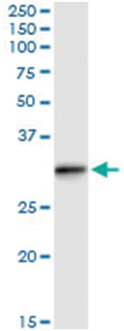 anti-RABL2B, Human, IP-WB Antibody Pair, Abnova&trade;