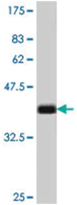 HRH3, Mouse, Polyclonal Antibody, Abnova 50 &mu;L | Buy Online | Abnova | Fisher Scientific